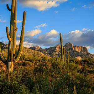 Late afternoon light creates beautiful shadows on Pusch Ridge and saguaros at Santa Catalina State Park