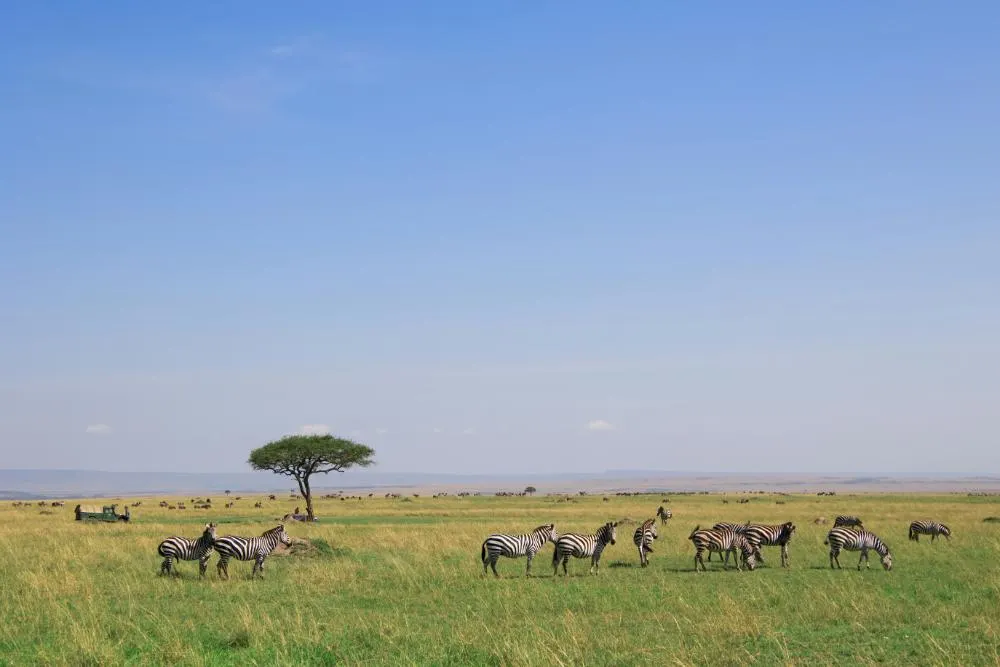 Governors Sky Safari 