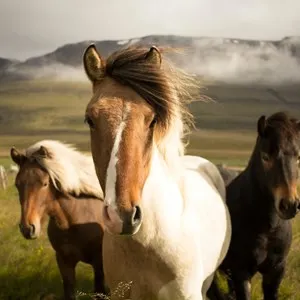 Horseback Riding