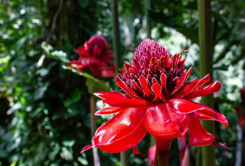 Costa Rica Pacific Coast Wellness Journey