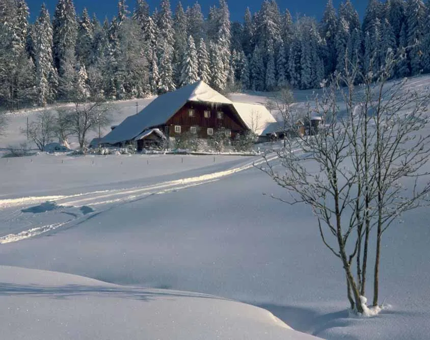 Black Forest