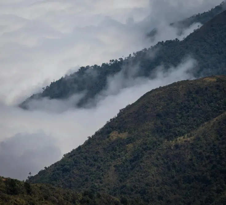 Cloud Forest