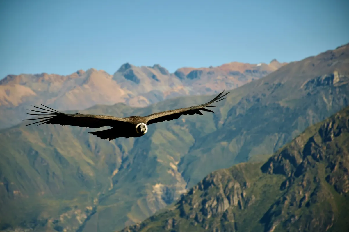 Colca Canyon