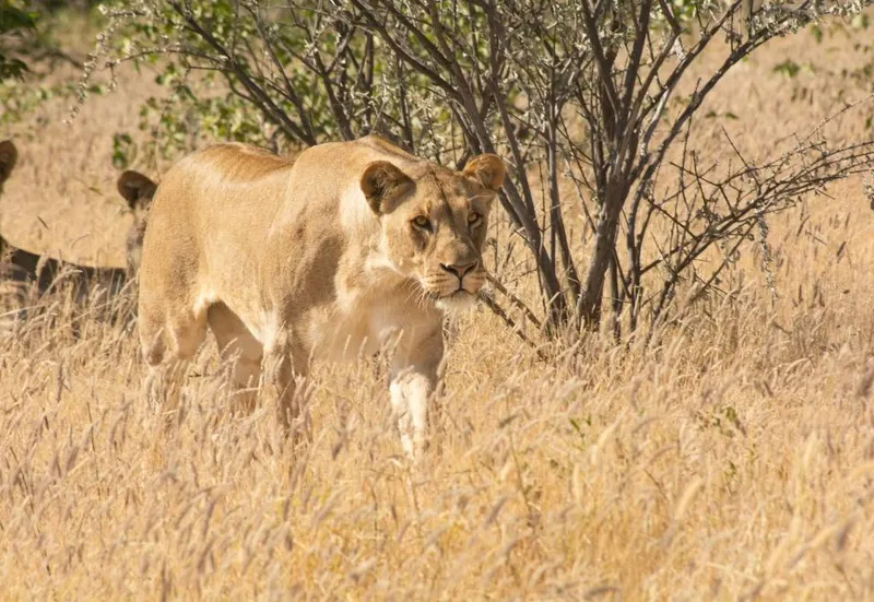 Etosha