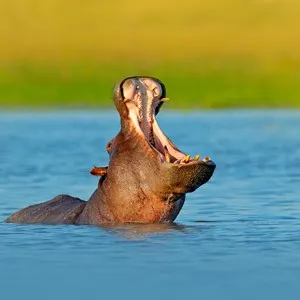 Lake Naivasha