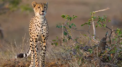Selinda Reserve 