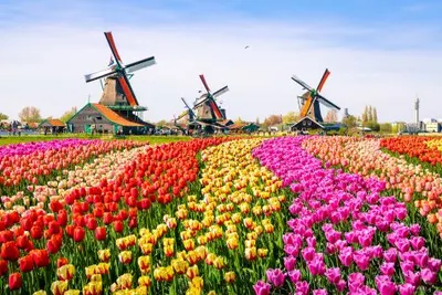 Amsterdam Pre or Post CruiseImage