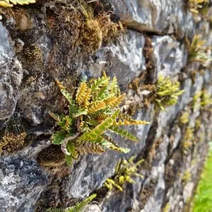 Complex Bizanti