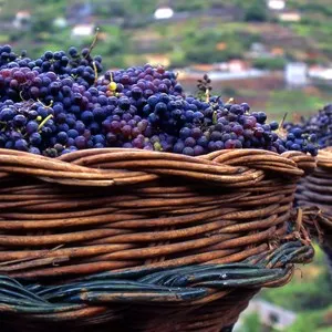 Wine Festival
