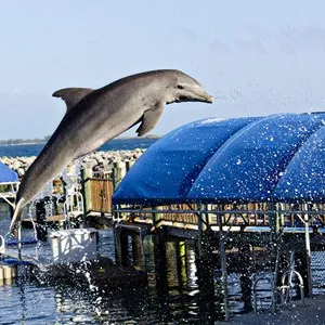 Dolphin Encounters