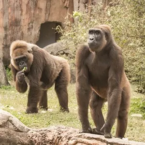 Audubon Zoo
