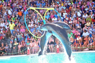 Dolphin Show