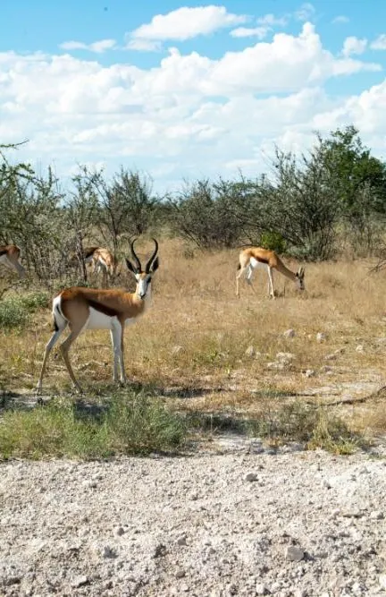 Etosha