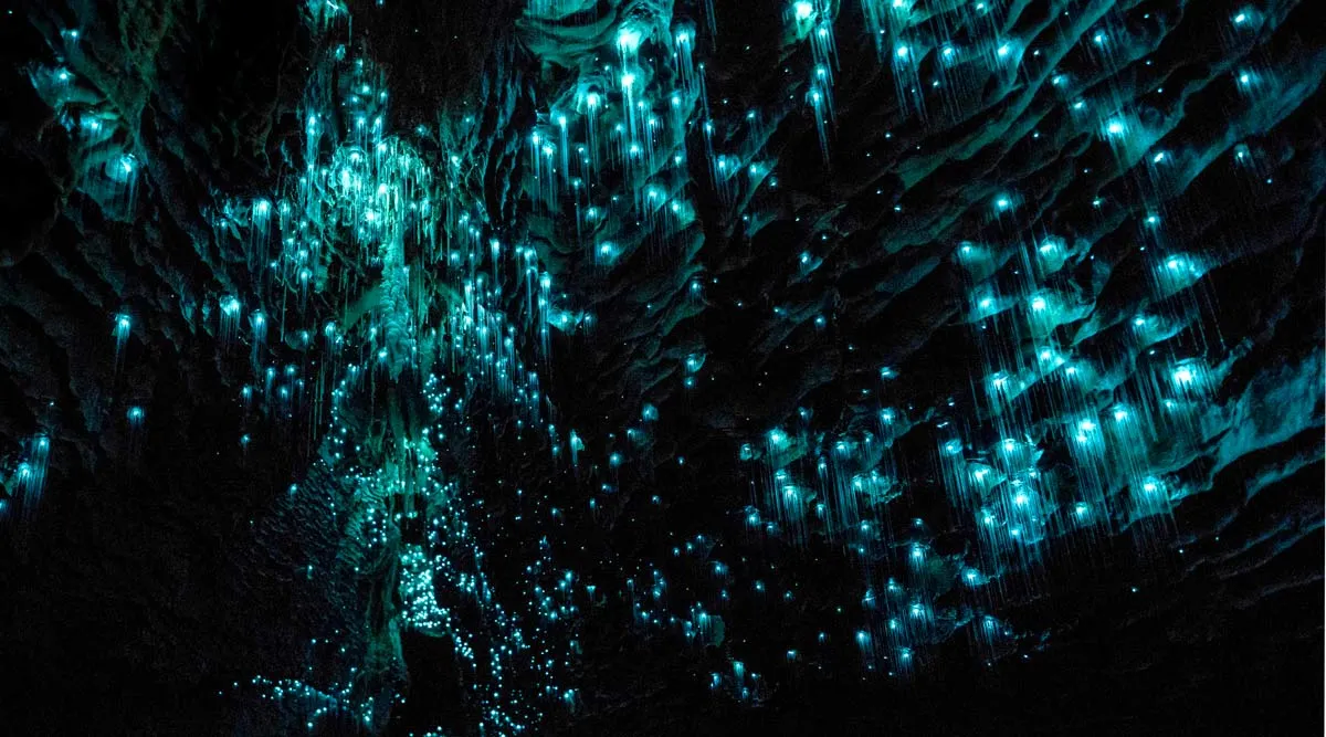 Jewels of Northern New Zealand