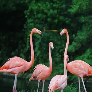 Pekelmeer Flamingo Sanctuary