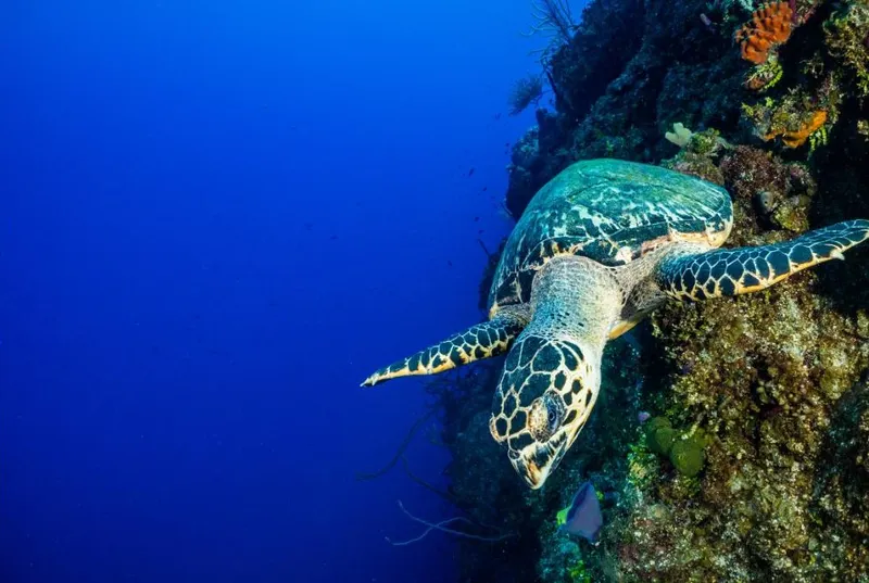 Little Cayman