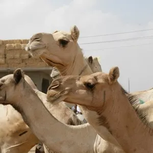 Birqash Camel Market