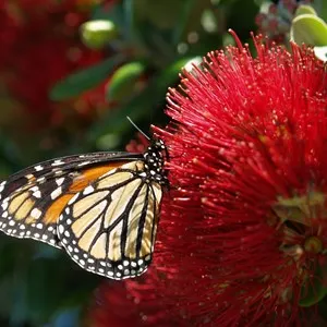 Butterfly Creek