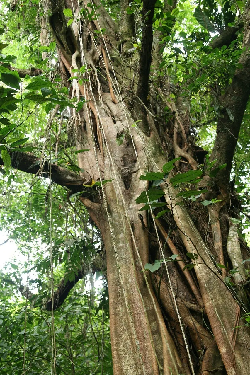 Costa Ricas Hidden Gems: A Self-Drive Journey thorough Nature