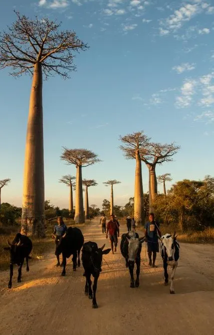 Madagascar
