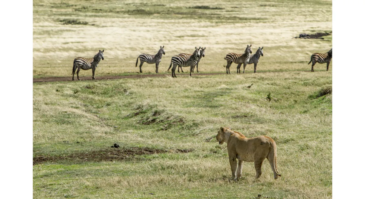 East African Explorer Safari Adventure