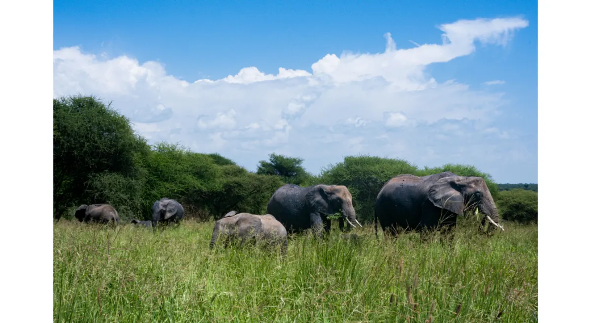 Tanzania Classic Safari