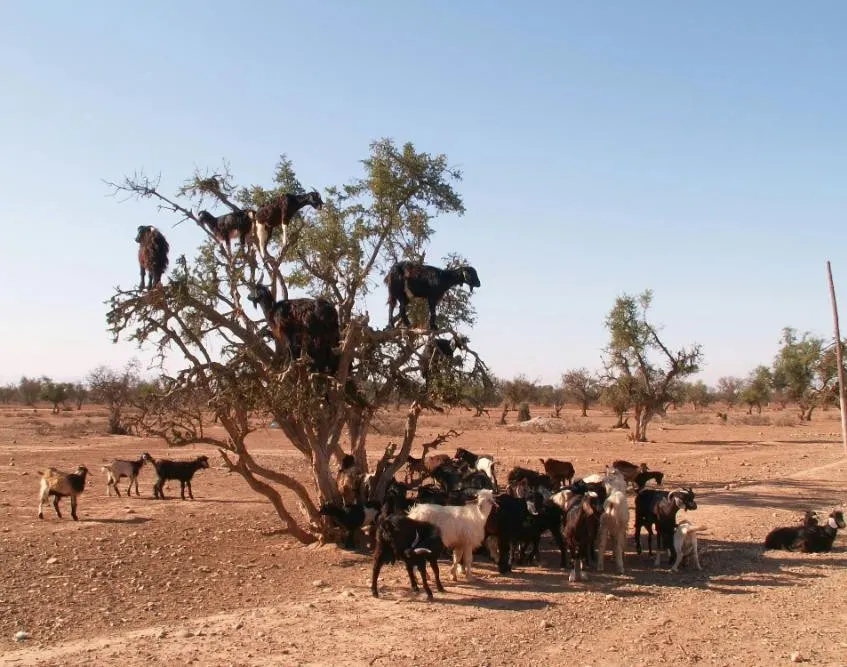 Southern Morocco Adventure through Deserts Kasbahs and Oases