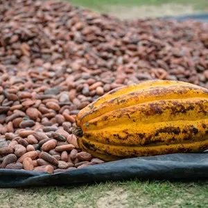 Pointe Baptiste Chocolate Factory
