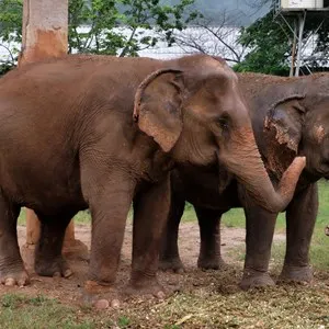 Elephant Nature Park