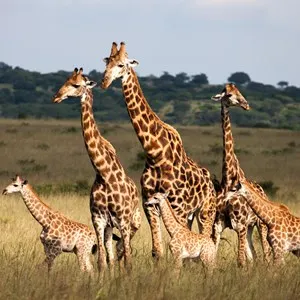 Chiang Mai Night Safari