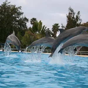 Dolphin Marine Magic