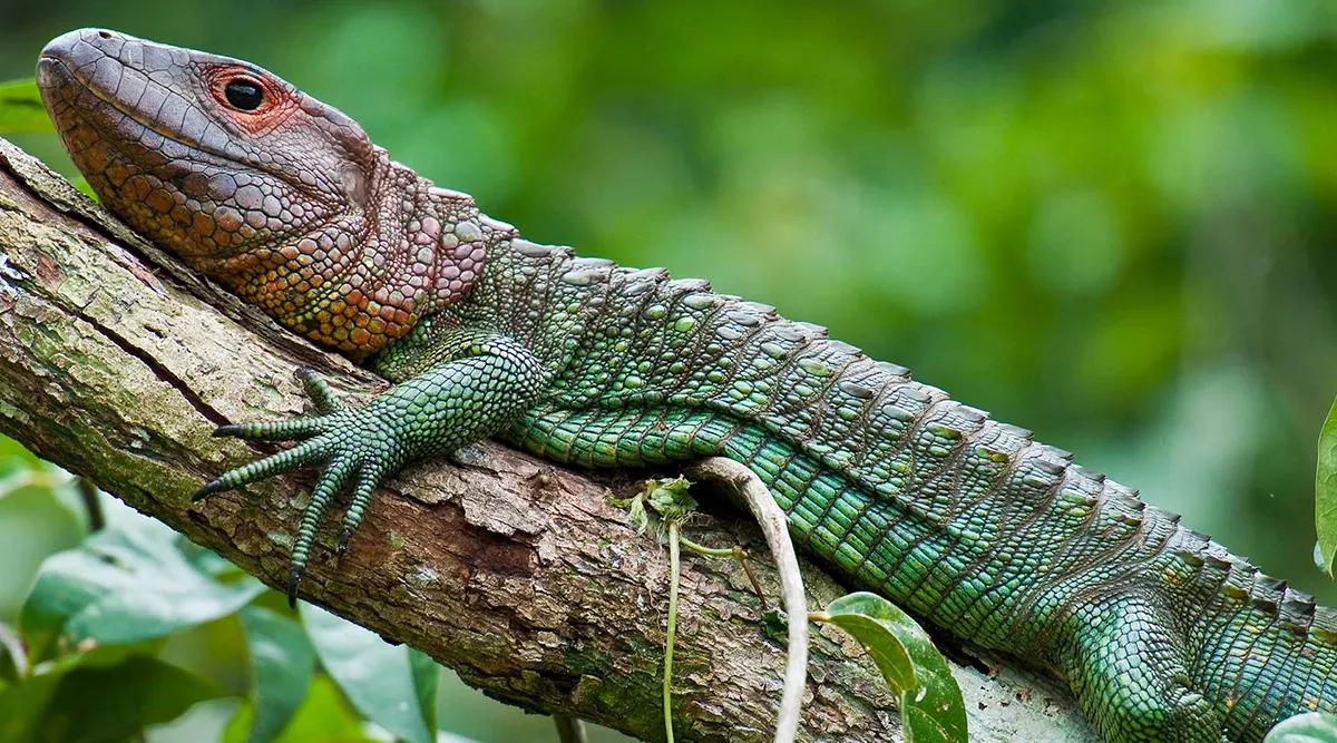 Amazon Headwaters Cruise Explore the Ucayali River & Machu Picchu