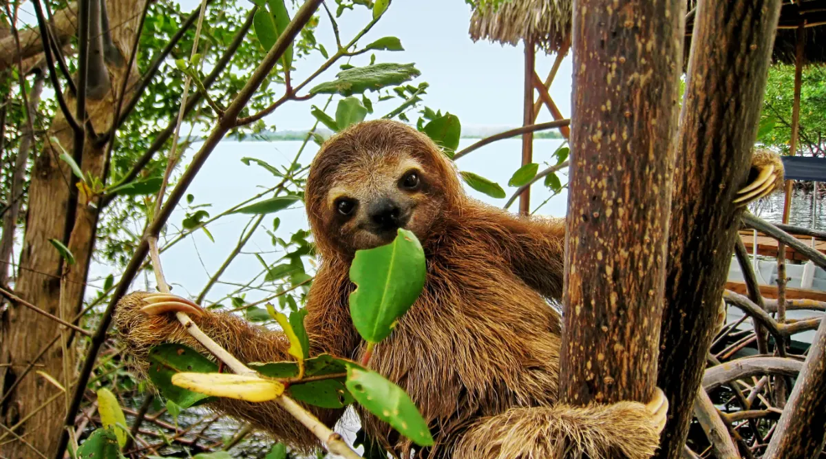 Rainforests, Beaches, and Wildlife: Manuel Antonio Discovery 