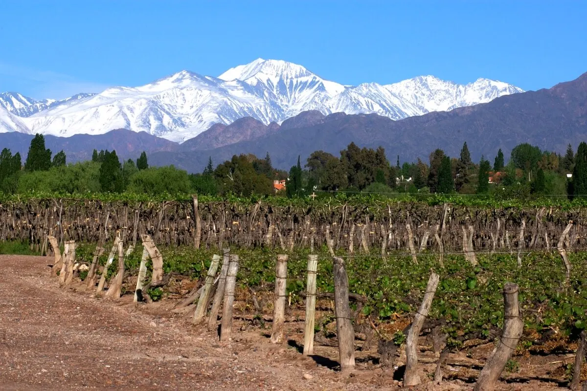 Andean Wine and Culinary Explorer