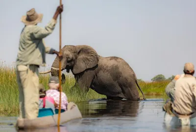 Maun