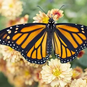 Butterfly House (Casa delle Farfalle)