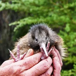 Cute New Zealand Kiwi bird chick