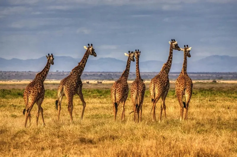 Amboseli National Park