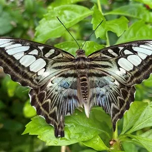 Butterfly Farm