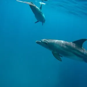 Dolphin underwater swimming and snorkeling in the red sea egypt.
