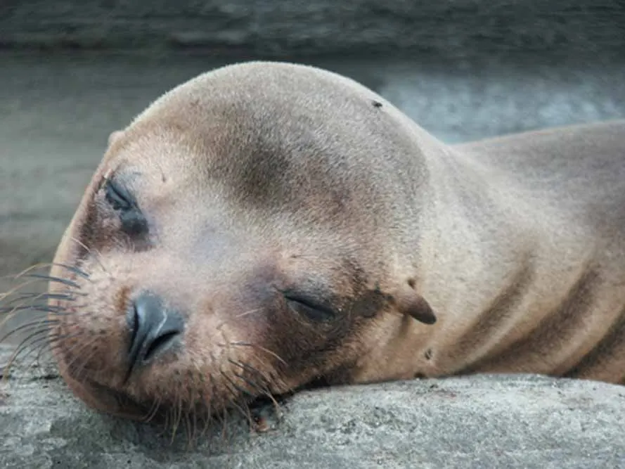 Quito and Galapagos Cruise Vacation
