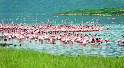 Lake Nakuru National Park