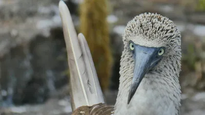 Galapagos Islands