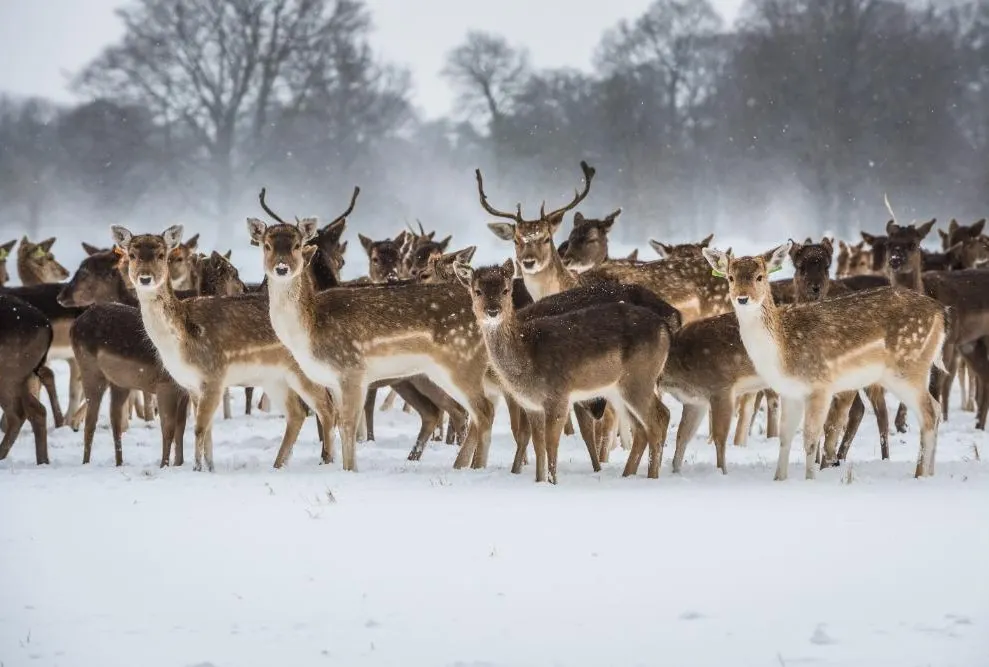  Magical Christmas Journey to Dublin