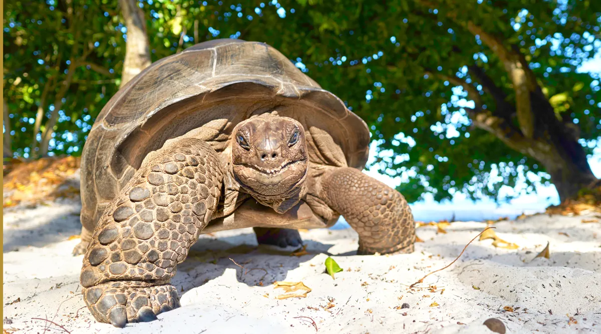Seychelles