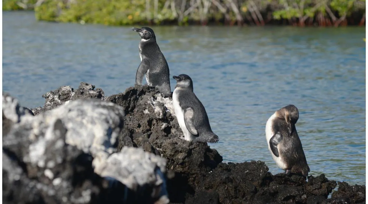 Galapagos Northern Route Six Days Aboard MC EcoGalaxy 