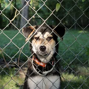guard dog behind a fence
