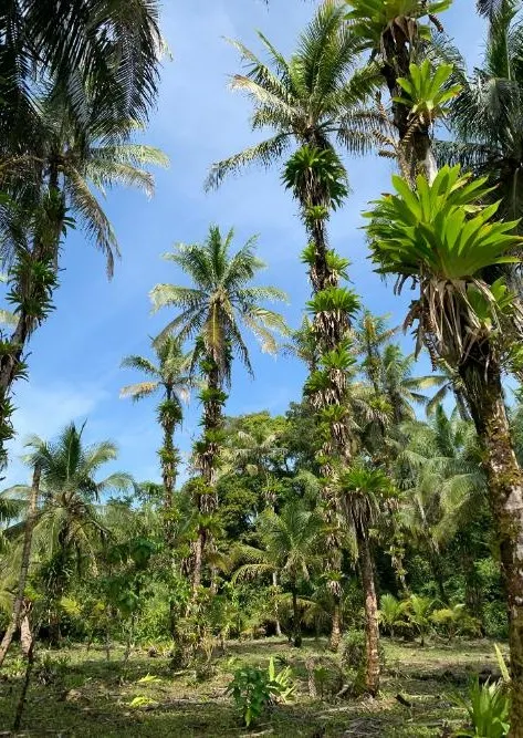 Bocas del Toro