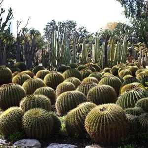Cactus Thiemann
