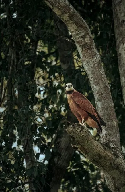 Amazon Expedition Cruise